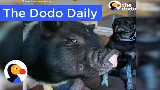 Puppy and Pig Are Best Buds: Animal Videos on YouTube | The Dodo Daily Ep. 8