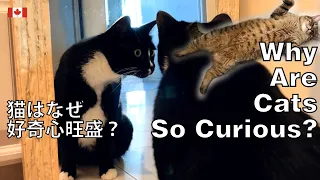 Super cute cats ! Why Are Cats So Curious? 🇨🇦