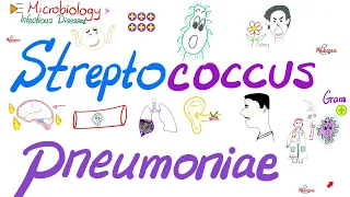 Streptococcus pneumoniae (pneumococci) | Microbiology 🧫 & Infectious Diseases 🦠 Playlist