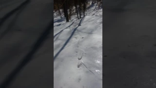 Bigfoot tracks