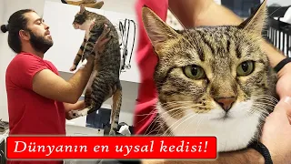 DÜNYANIN EN NAZİK KEDİSİ 😍 Pamuk Kedinin Uysallığı ve Sempatik Konuşmaları🥰 #inanoğlu #konuşankedi