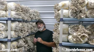 Paul Stamets shows fruiting of Hen-of-the-Woods or Maitake mushrooms 2017