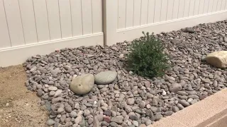 How to make a drought tolerant landscape! DIY