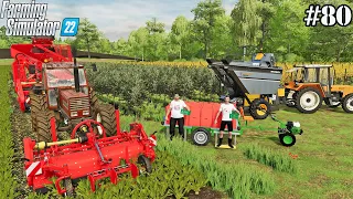 FS 22 |OLD FARM| Harvest of olives, grapes and sugar beets. | #80