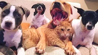 😺 Our beloved sister! 🐕 Funny video with dogs, cats and kittens! 😸