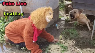 Fake Lion Prank - Big Fake Lion vs Real Dogs Prank Very Funny - Must Watch Funny Video Prank Dogs