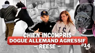 "La plupart des gens l'auraient ABANDONNÉE" - DOGUE ALLEMAND Agressif