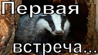 Первая встреча с барсуком! /The first meeting with a badger!