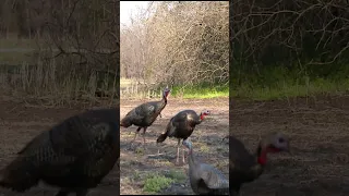 Stop Tracking Wounded Turkeys