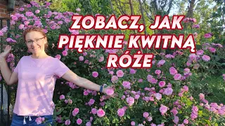 Roses blooming! || Rozaria.pl