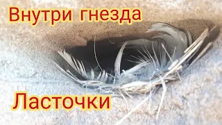 Что внутри гнезда ласточки?