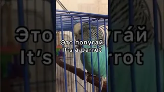 6. Easy Russian in less than 1 minute. A talking parrot