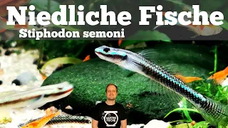 NIEDLICHE FISCHE! Stiphodon semoni - Neonblaue Algengrundel