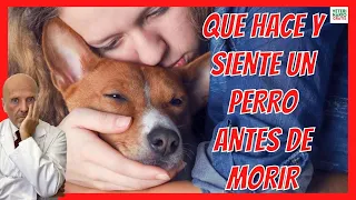 QUE HACE Y QUE SIENTE UN PERRO ANTES DE MORIR 💔 ¿LOS PERROS LLORAN? 💔 MI EXPERIENCIA VETERINARIA