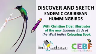 Sketching Caribbean Hummingbirds with Christine Elder