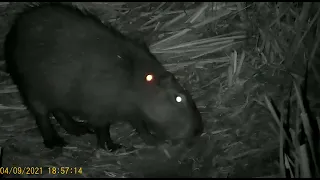 capivara na visão noturna preta e branco