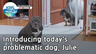 Introducing today's problematic dog, Julie (Dogs are incredible) | KBS WORLD TV 210519