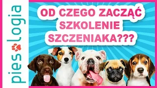 Od czego zacząć szkolenie szczeniaka?