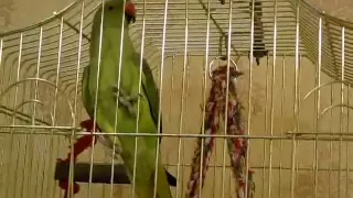 Ожереловый попугай говорит (ringneck parrot talks)