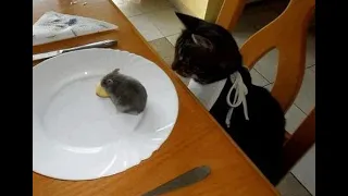 😺 Help! Lunch runs away! 🐈 Funny video with cats and kittens for a good mood! 😸