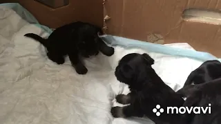 Puppies 3 weeks