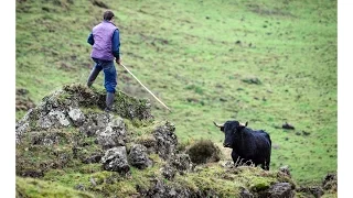 Os Trabalhos de Campo na ganadaria CAJAF em 21 de janeiro de 2017