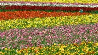 Farmgirl Flowers: A fierce business model for flowers