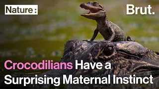 Crocodilians Have a Surprising Maternal Instinct