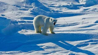 Потепление влияет на меню белых медведей