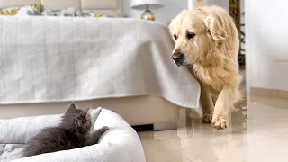 Golden Retriever Shocked by a Kitten occupying his bed