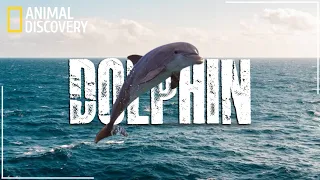 Are Dolphins Smarter Than Human? Explanation | Animal Discovery