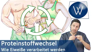 Proteinstoffwechsel: Was sind Proteine & Aminosäuren? Schadet eine hohe Proteinzufuhr meinem Körper?