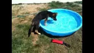 Puppy's first time in a pool. Dunder the German Shepherd