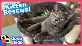 Why Is It So Hard To Rescue This Tricky Kitten? | Dodo Kids | Rescued!