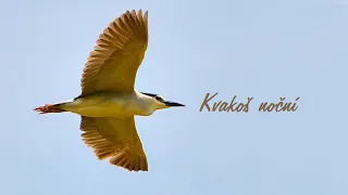 Kvakoš noční (Nycticorax nycticorax), Black-crowned Night-Heron