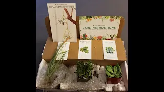 Succulents Airplant Unboxing from SucculentsBox my Subscription box for May