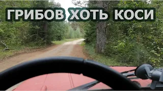 Грибы хоть косой коси