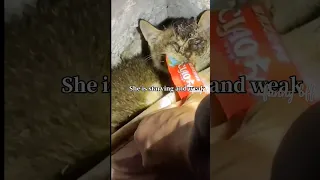 #rescue😿 Poor stray kitten was trapped in a dark well without food or water for several days😢