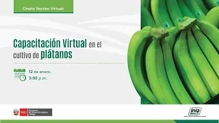 Capacitación Virtual en el cultivo de plátanos