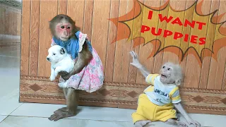 Best moments - Baby monkey Su, KuKu, MiMi, Puppy and Mother Dog (Compilation Video)