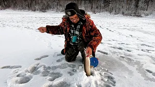 Рыбалка на Жерлицы!  Иваныч Счастлив! Отличный Улов - День Первый!