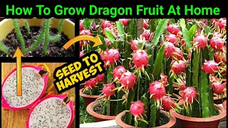 How To Grow Dragon Fruit In Pot | Complete Updates From Seed To Harvest