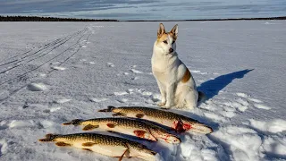 Kalaonni kääntyy