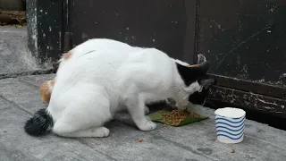 share the kindness! #cat #philippines #feedingcat