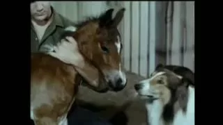 Lassie - Episodes 484 & 485 - "Track of the Jaguar" (1 & 2) - Season 15, Eps.9-10 - 11/24-12/01/1968