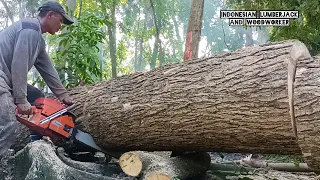 Great !! Cut down a quarter century old trembesi tree.