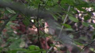 Several Colorful Sasquatch  filmed 10-21-18