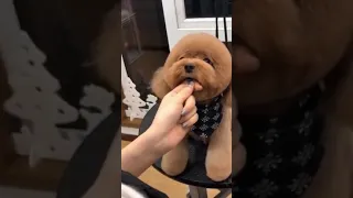 Cutest puppy dog grooming