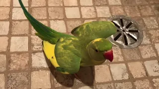 Cute parrot loves taking showers “so adorable”