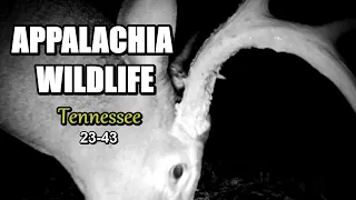 Appalachia Wildlife Video 23-43 of As The Ridge Turns in the Foothills of the Smoky Mountains